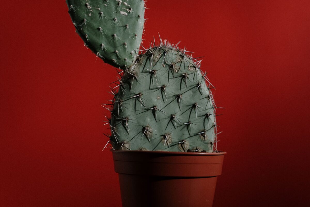cacti santé informatique intégrer contexte